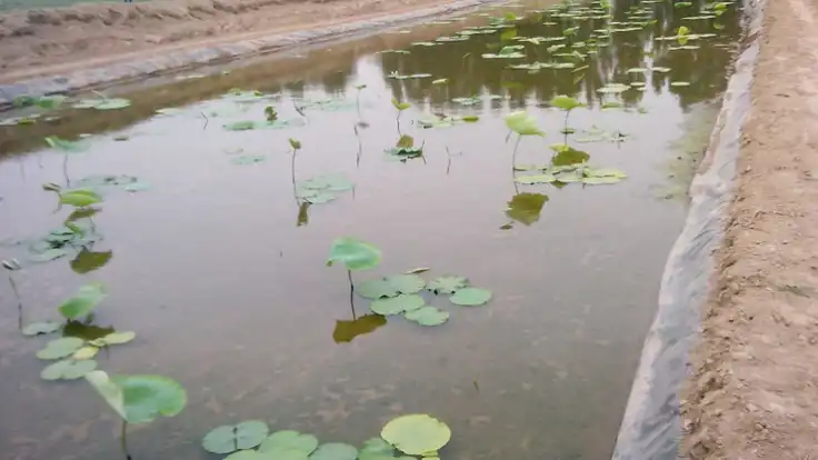 How to lay the special geomembrane for the construction of lotus root pool and lotus root pool?