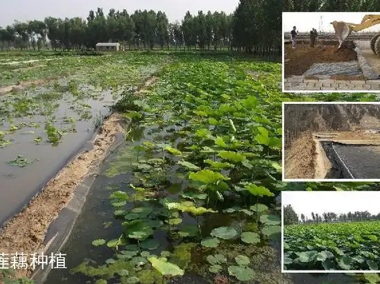 Lotus pond breeding project case